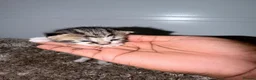 American Shorthair cats for sale: 🐾 6 BEAUTIFUL AMERICAN SHORTHAIR KITTENS 🐾 in Enfield - Advert 11