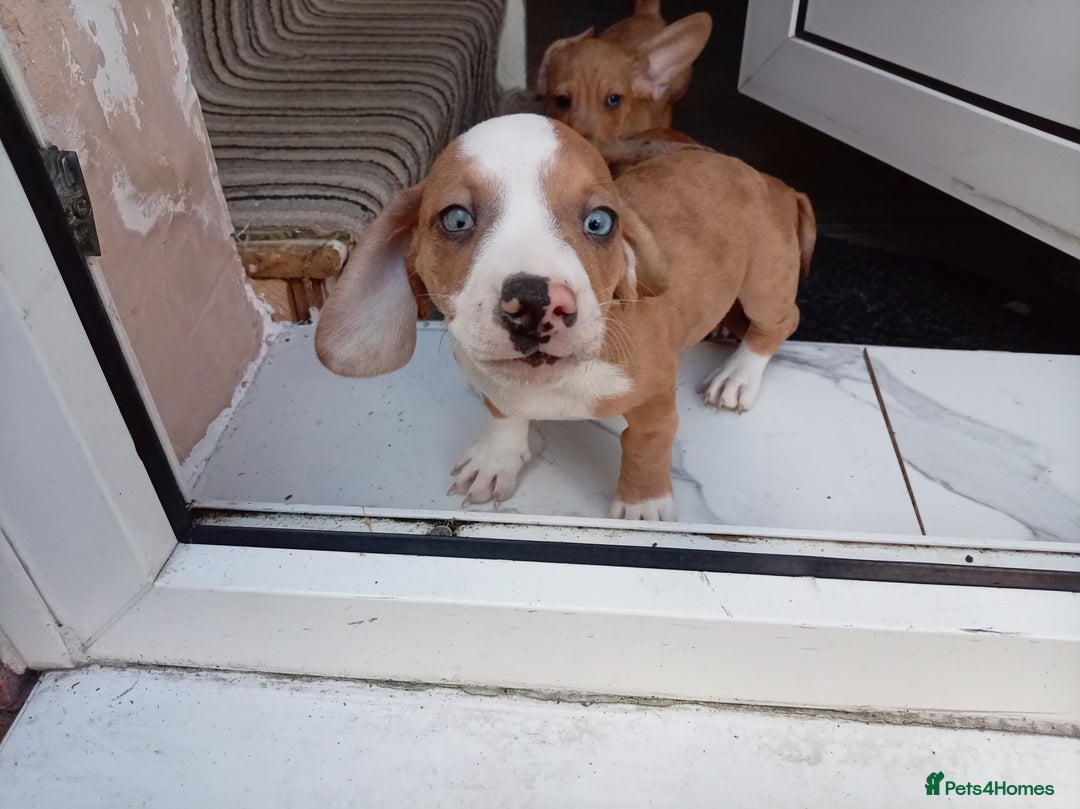Dachshund dogs for sale: 3 beautiful dachshund puppies ready now - Image 2