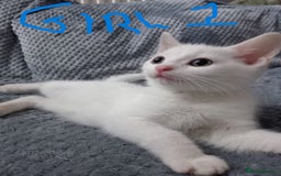 Mixed Breed cats for sale: KITTEN WHITE- MALE AND FEMALE BLACK BACK AND WHITE - Image 7