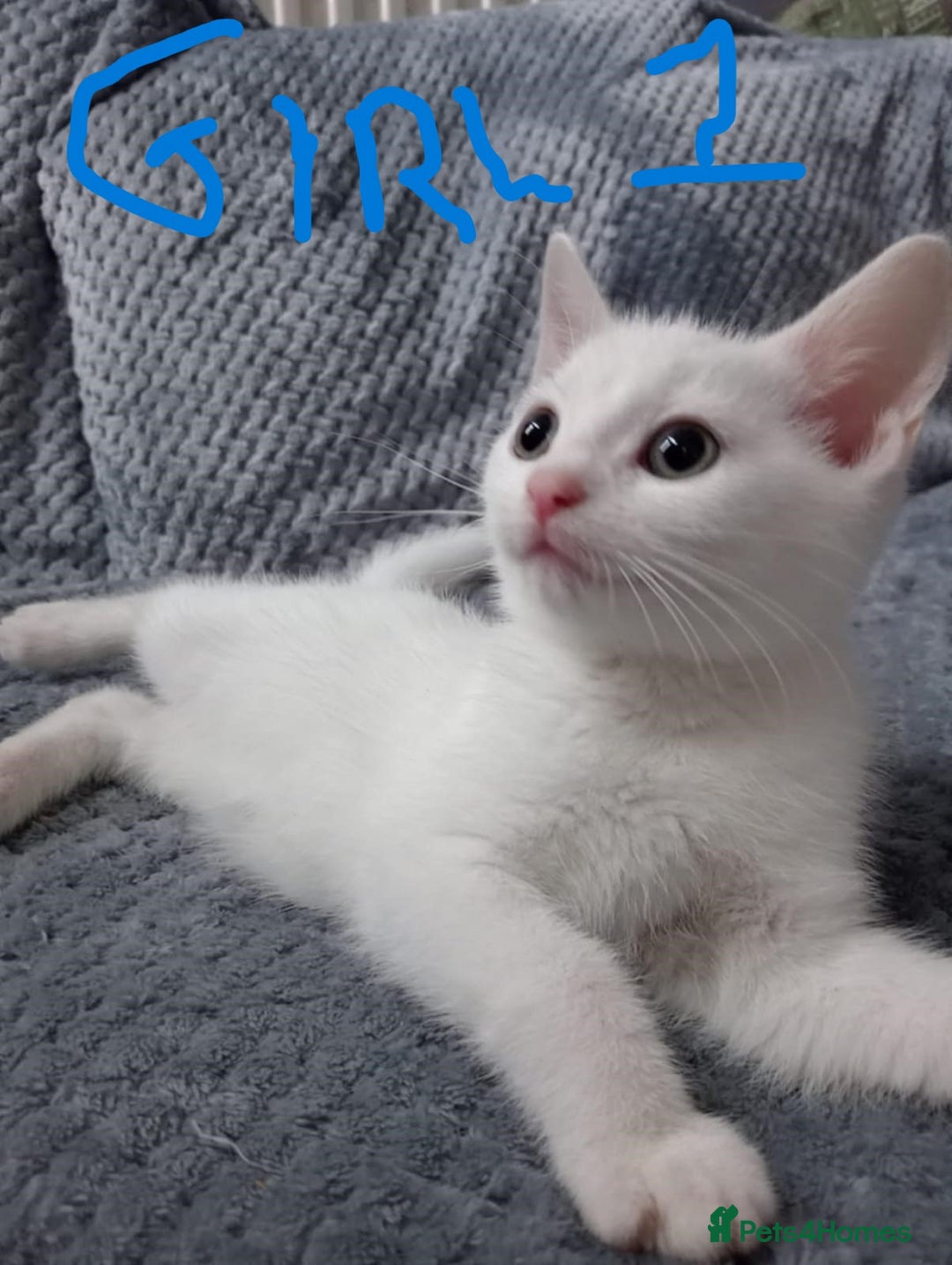 Mixed Breed cats for sale: KITTEN WHITE- MALE AND FEMALE BLACK BACK AND WHITE - Image 7