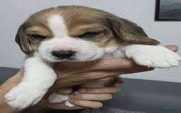 Beagle dogs for sale: Sweet litter of tri-colored beagle - Advert 4