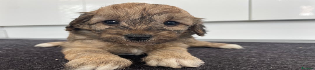 Cavapoochon Puppy 2