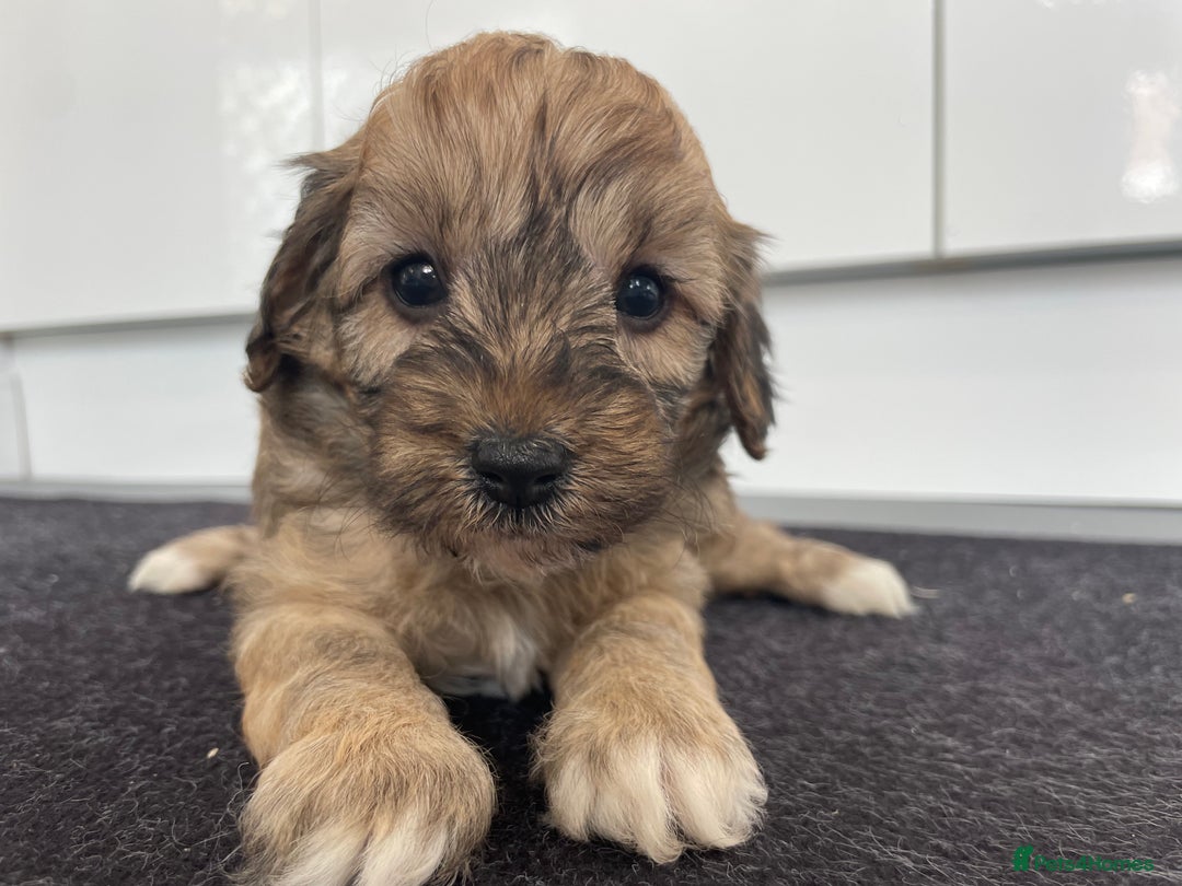 Cavapoochon dogs for sale: Beautiful Cavapoochon puppies for sale  - Image 12