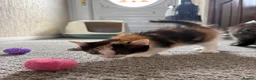 Mixed Breed cats for sale: Female Calico Kitten - Advert 9