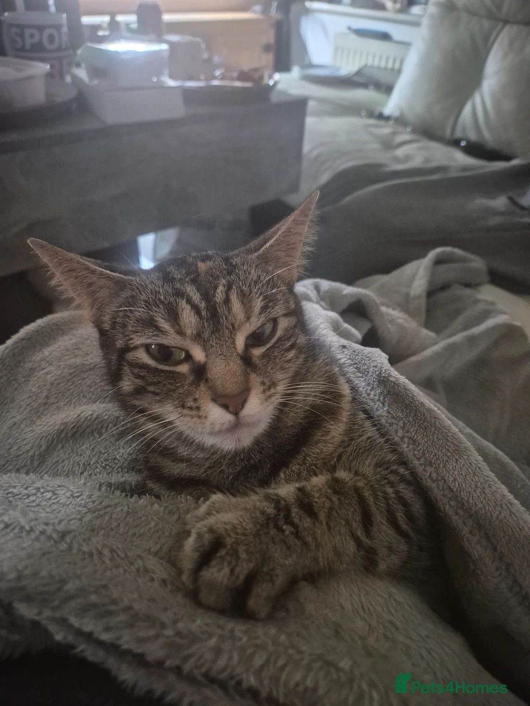 Mixed Breed cats for sale: Male tabby/persian kitten  - Advert 5