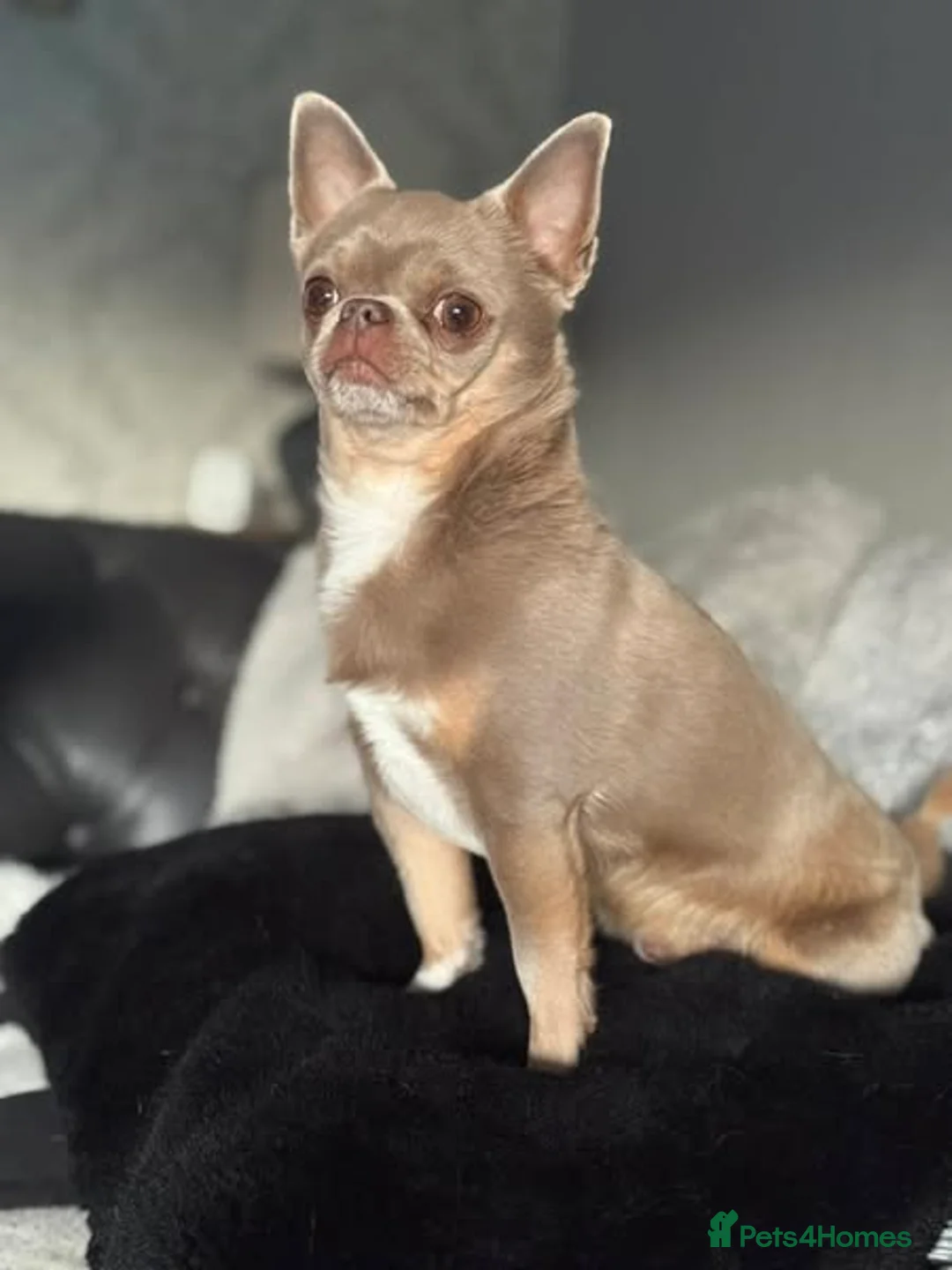 Chihuahua dogs for stud: Proven Stud  in Tamworth - Advert 3