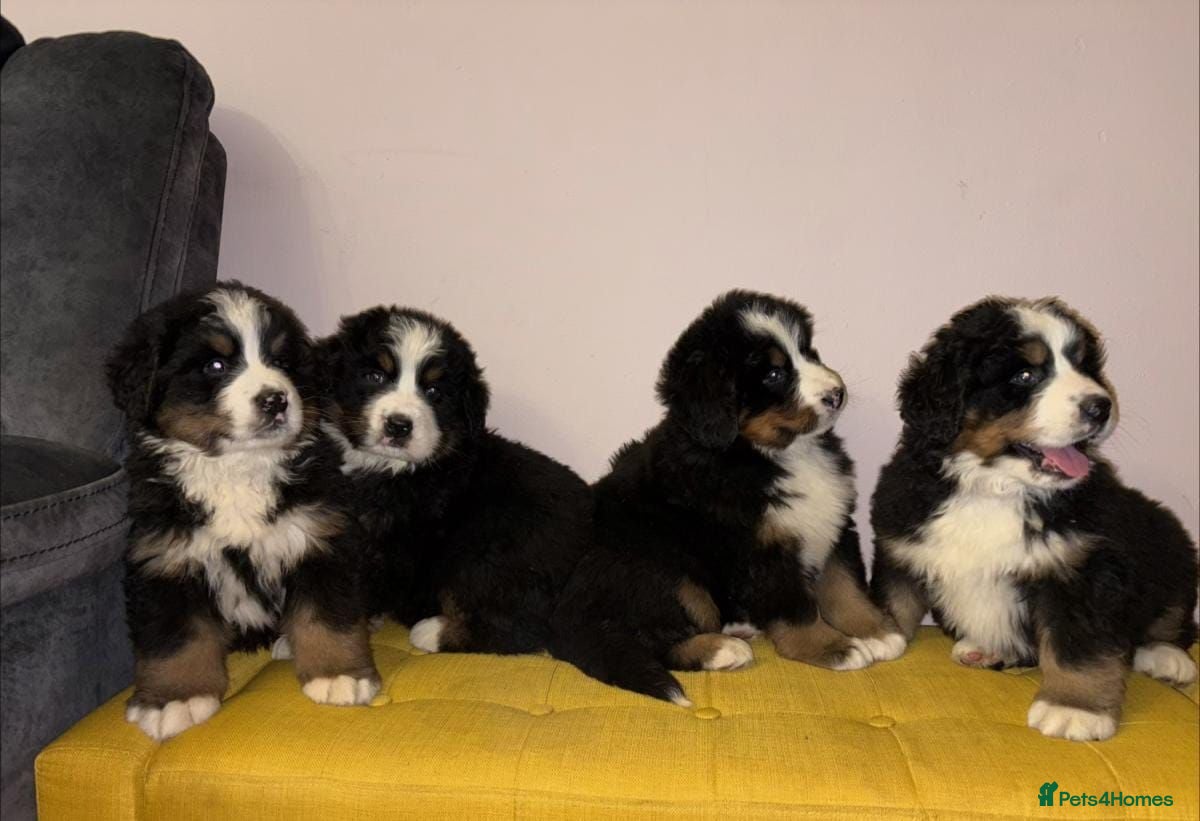 Bernese Mountain Dog dogs GORGEOUS FULL BREED PUPPIES  - Advert 1