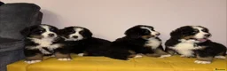 Bernese Mountain Dog dogs for sale: GORGEOUS FULL BREED PUPPIES  - Advert 1