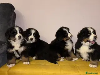 Bernese Mountain Dog dogs GORGEOUS FULL BREED PUPPIES - Advert 1