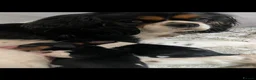 Cavalier King Charles Spaniel dogs for sale: Chocolate carrying Cavalire King Charles spaniels  - Advert 2