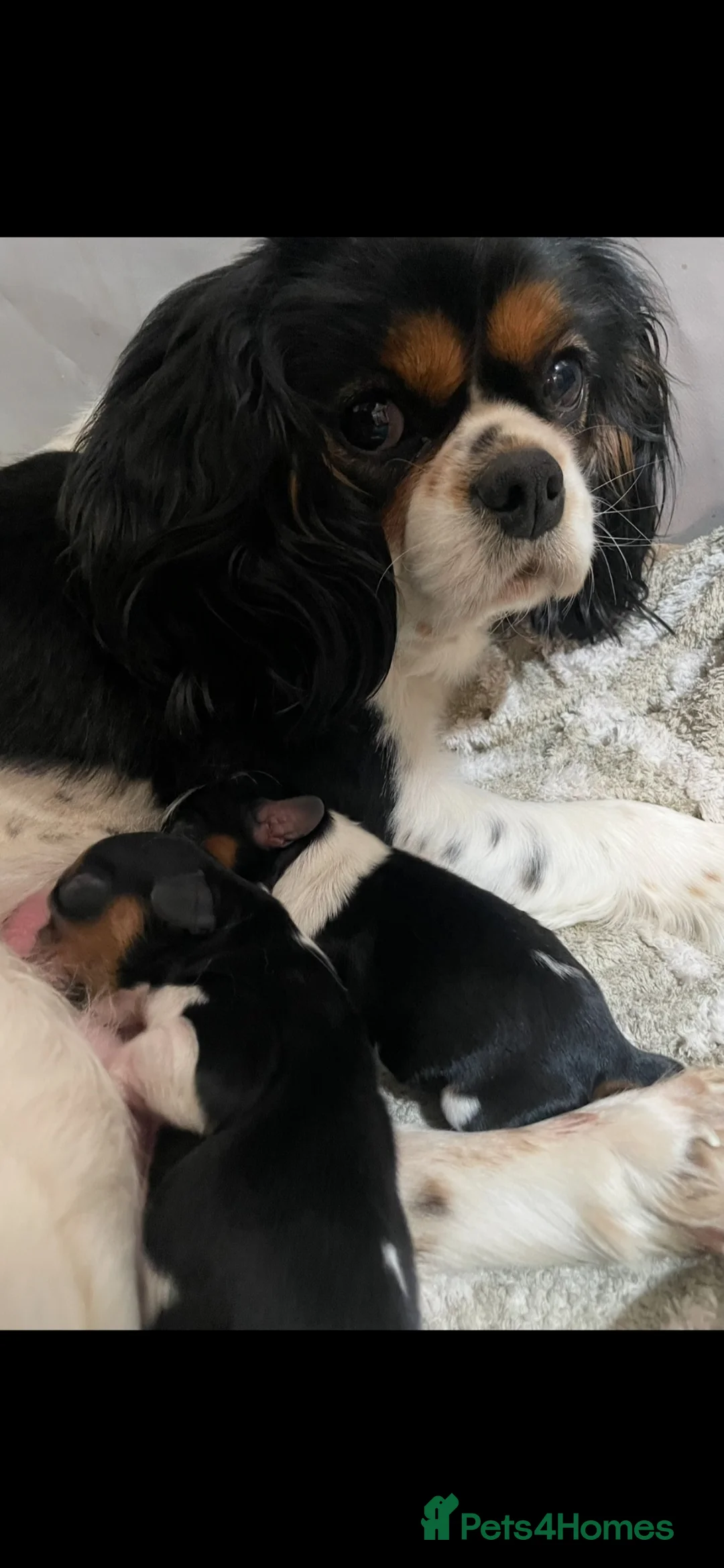 Cavalier King Charles Spaniel dogs for sale: Chocolate carrying Cavalire King Charles spaniels  - Advert 2