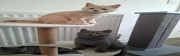 British Shorthair cats for sale: 💙 Last Blue Boy British Shorthair to Reserve 💙 - Advert 18