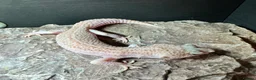 Leopard Gecko reptiles for sale: Available Rescue Looking for Their Forever Homes - Advert 14