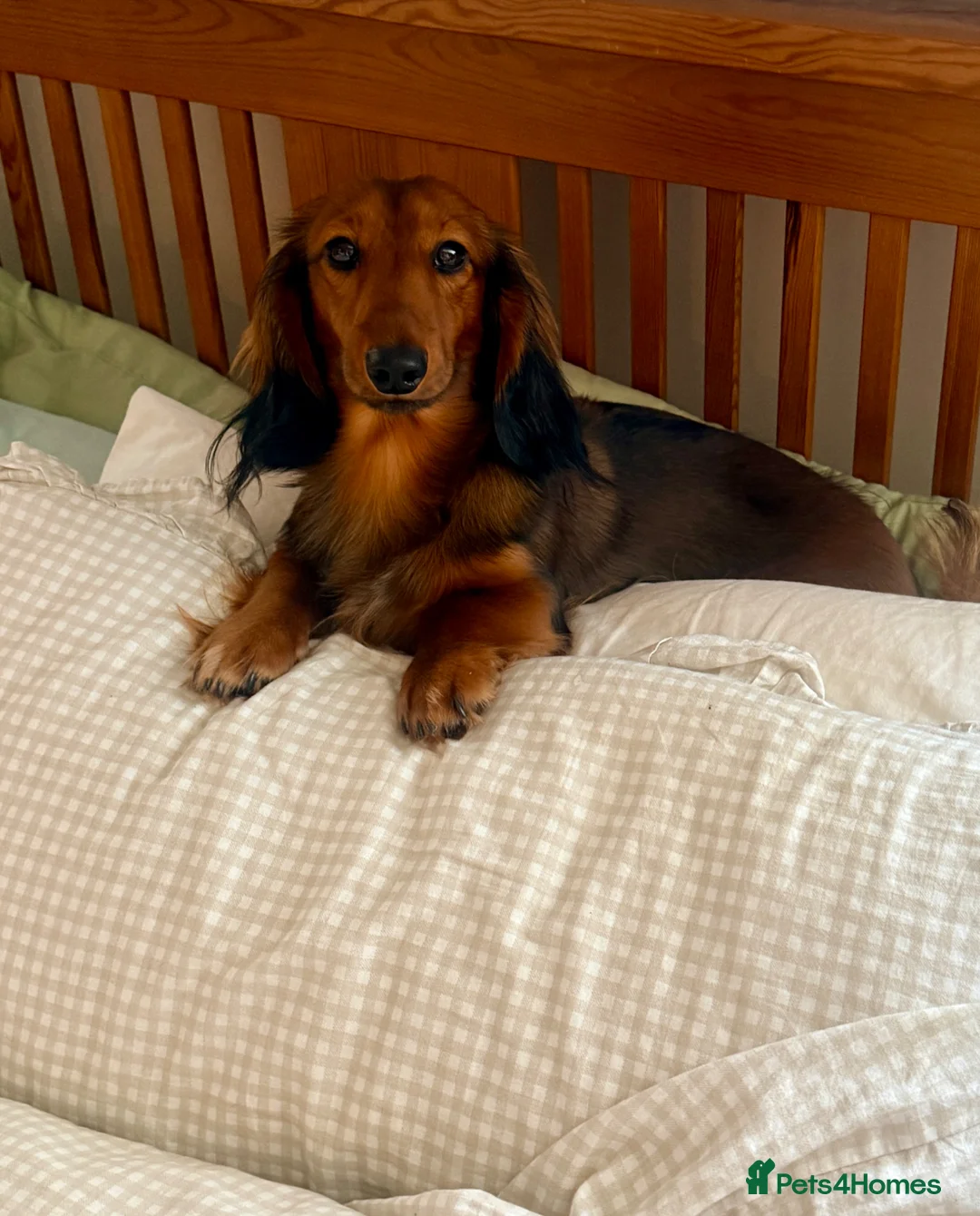 Miniature Dachshund dogs for stud: Beautiful little boy FOR STUD ONLY  in Sleaford - Advert 2