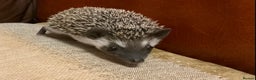Pygmy Hedgehog rodents for sale: African Pygmy hedgehogs  - Advert 2
