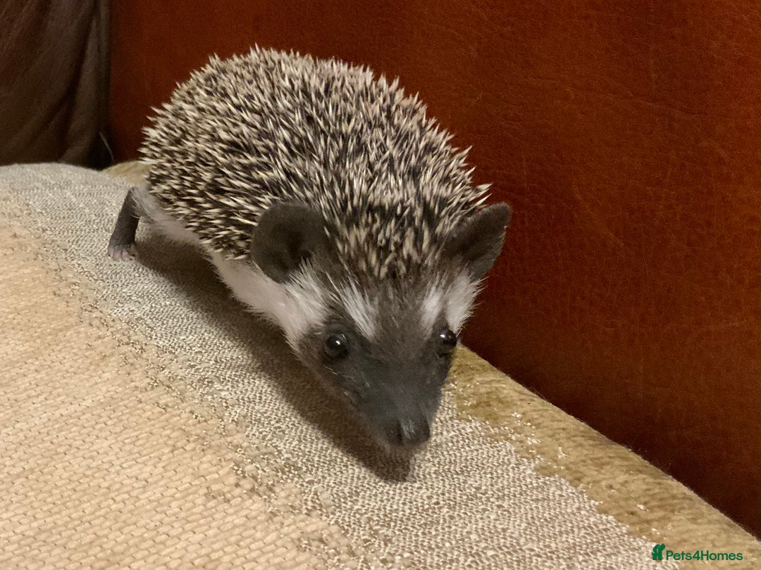 Pygmy Hedgehog rodents for sale: African Pygmy hedgehogs  - Advert 2