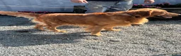 Golden Retriever dogs for sale: Dark Golden Retriever Puppies in Bradford - Advert 4