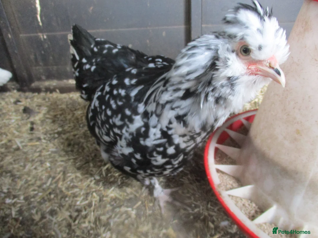 Hens poultry for sale: Hatching eggs Araucana, Pekin, Wyandotte( Bantam)  - Advert 6