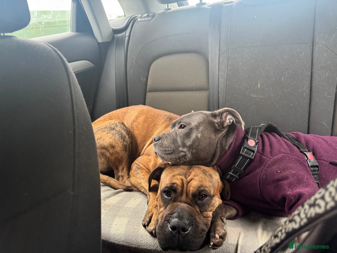 Presa Canario dogs for sale: Ecco  - Advert 5