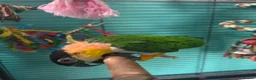 Parrots birds for sale: Black headed Caique  - Advert 3