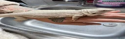 Bearded Dragon reptiles for sale: Zero leatherback bearded dragon and set up in Blaenau Ffestiniog - Advert 11