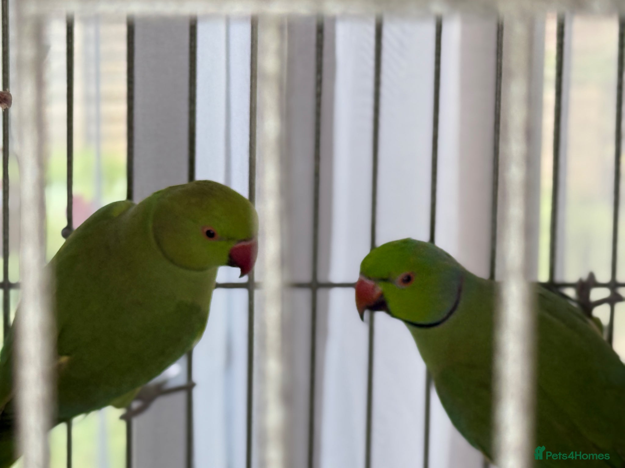 Ringnecks birds  Bonded Pair of Ringneck Parakeets - Advert 14