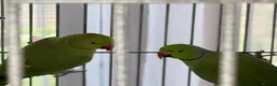 Ringnecks birds for sale:  Bonded Pair of Ringneck Parakeets - Advert 4