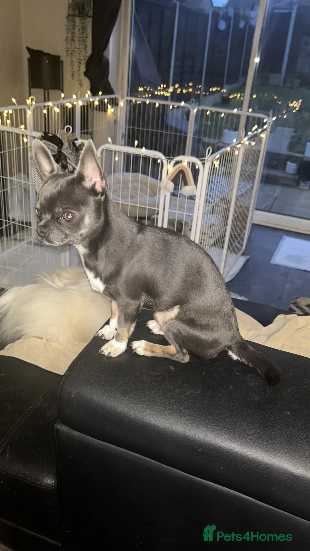 Chihuahua dogs for stud: Stud only. Full pedigree lilac chihuahua £300 - Advert 4