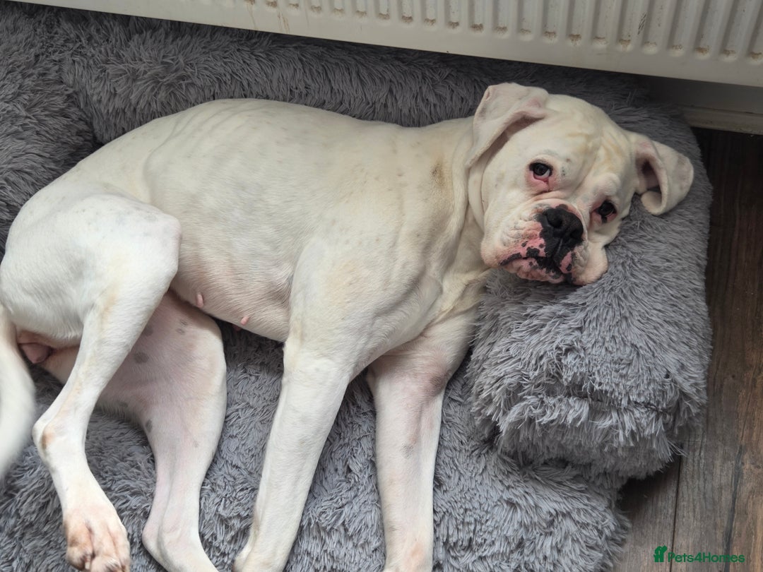 Boxer dogs for sale: Lovely boxer - Image 2