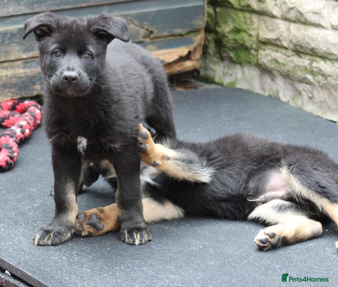 German Shepherd dogs **KC REGISTERED GSD PUPPIES 🐶 READY NOW - Advert 2
