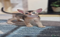 Abyssinian cats for sale: Abyssinian Kittens - Image 24