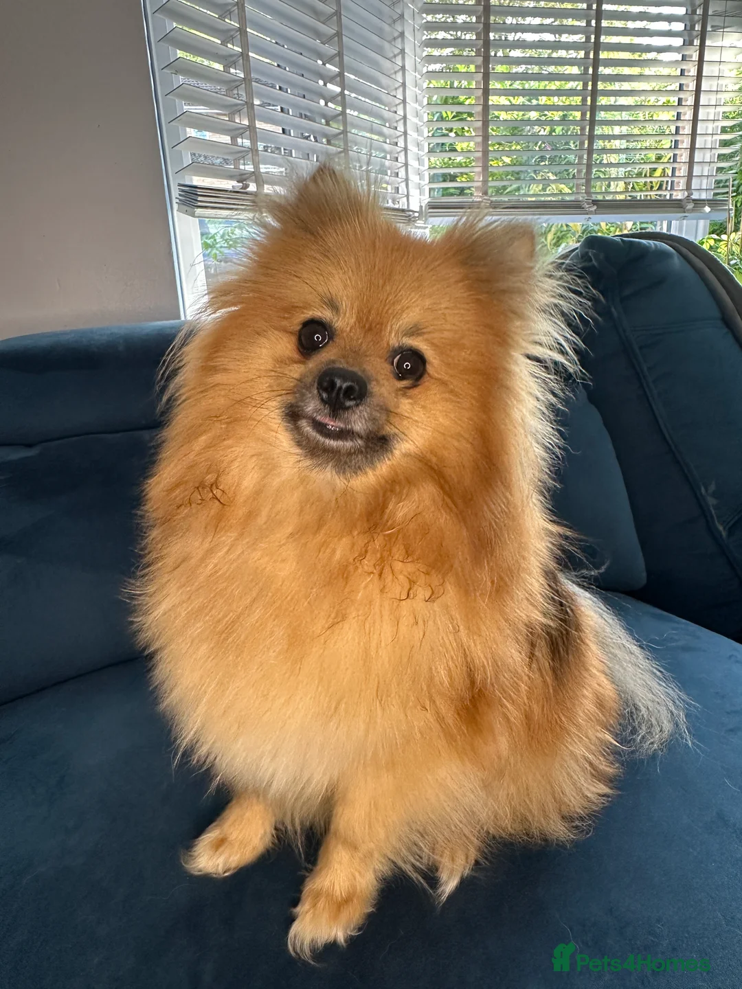 Pomeranian dogs for sale: Beautiful Boy Pomeranian, Quinn - Advert 2