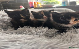 Domestic Shorthair cats for sale: Girl 1 left ❤️😻❤️ 7wks and ready to leave  - Image 3
