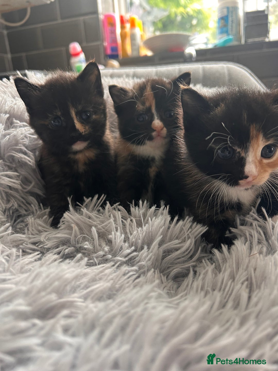Domestic Shorthair cats for sale: Girl 1 left ❤️😻❤️ 7wks and ready to leave  - Image 3