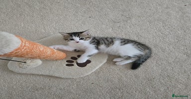 Mixed Breed cats - Advert 5