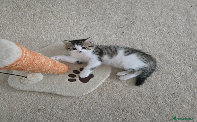 Mixed Breed cats - Advert 9