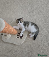 Mixed Breed cats - Advert 9