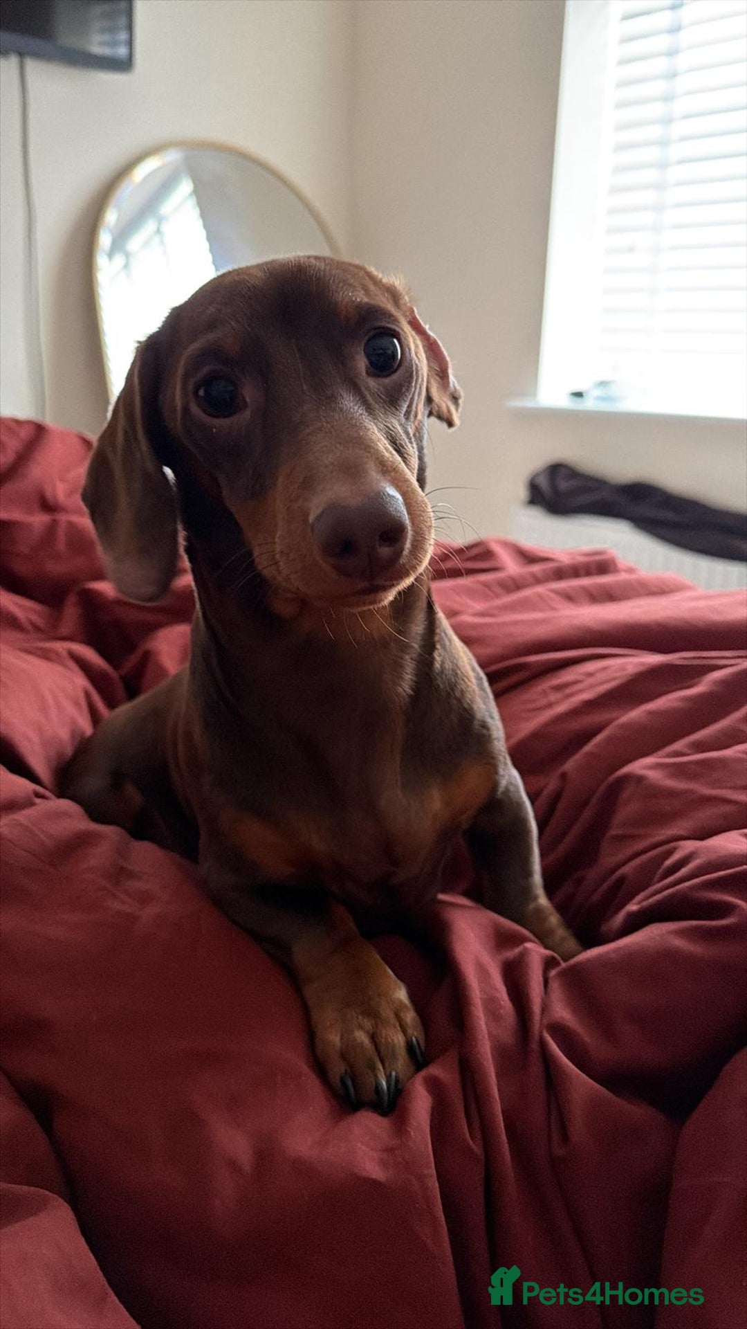 Miniature Dachshund dogs for stud: True miniature Dachshund  - Advert 10