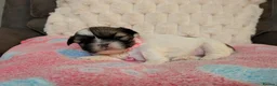 Lhasa Apso dogs for sale: Beautiful Lhasa puppies 6 available  - Advert 6