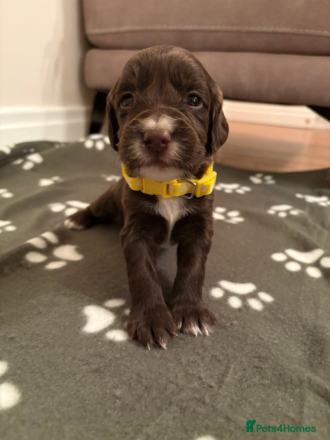 Cocker Spaniel dogs for sale: Stunning Chocolate KC cocker puppies - Advert 14