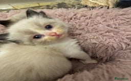 Ragdoll cats for sale: Our little snow babies ragdoll kittens  - Image 2