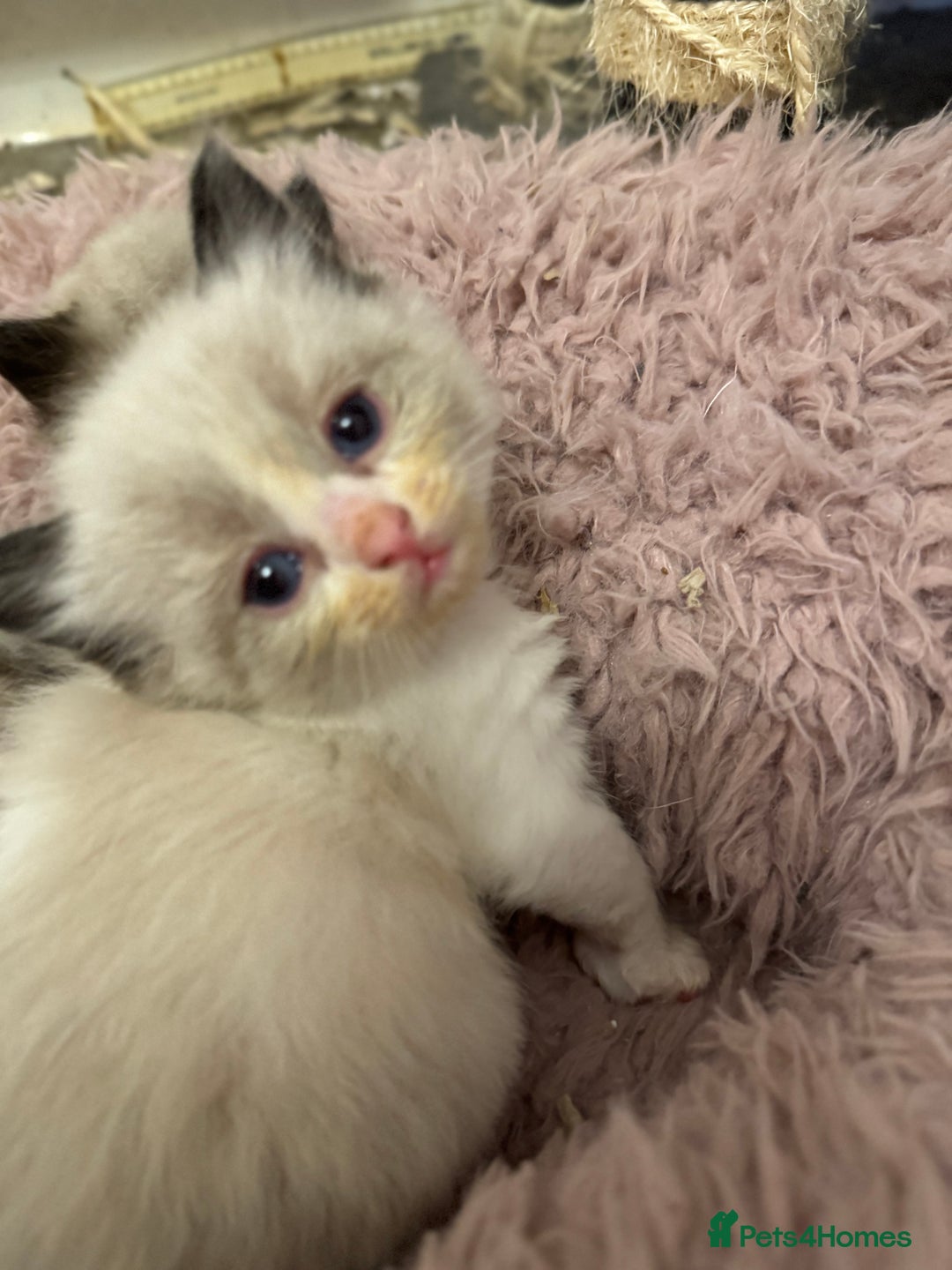 Ragdoll cats for sale: Our little snow babies ragdoll kittens  - Image 2