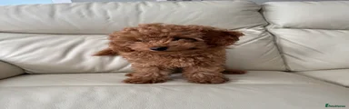Cavapoo 2