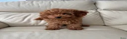 Cavapoo dogs for sale: 2 male puppies for their forever homes - Advert 4