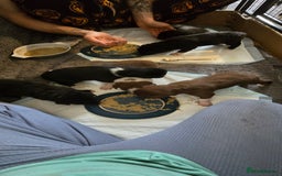 Border Collie dogs for sale: Miss Emma witts  - Advert 2