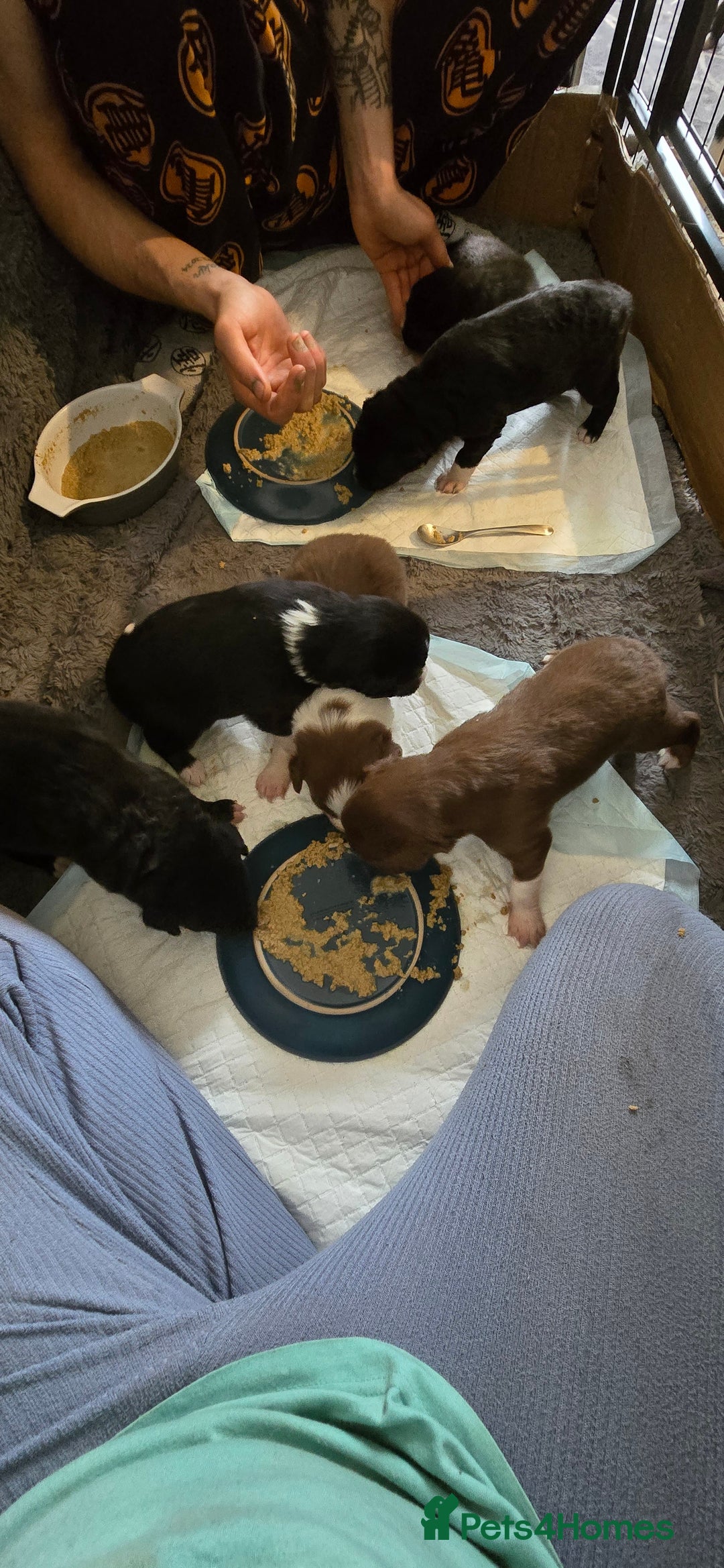 Border Collie dogs for sale: Miss Emma witts  - Advert 2