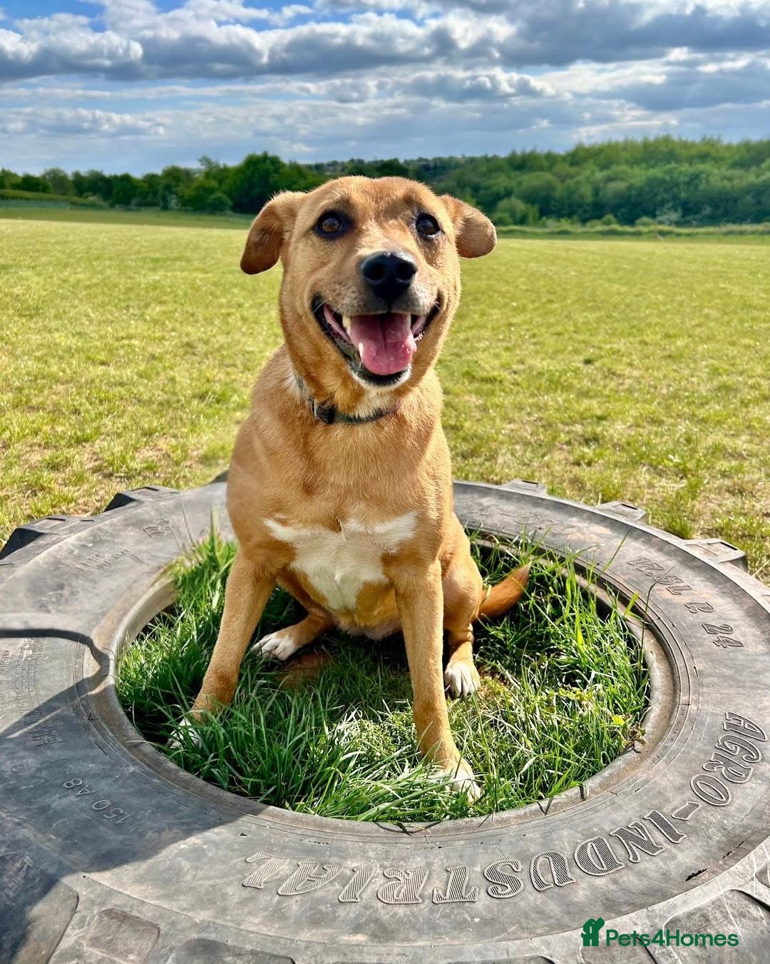 Mixed Breed dogs for adoption: 🧡 Delightful Duffy - once a shell of a dog 🧡 in Kidderminster - Advert 21