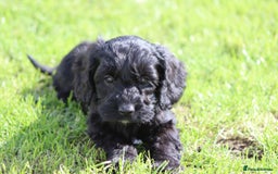 Cockapoo dogs for sale: F1 Cockapoo puppies for sale  - Image 18