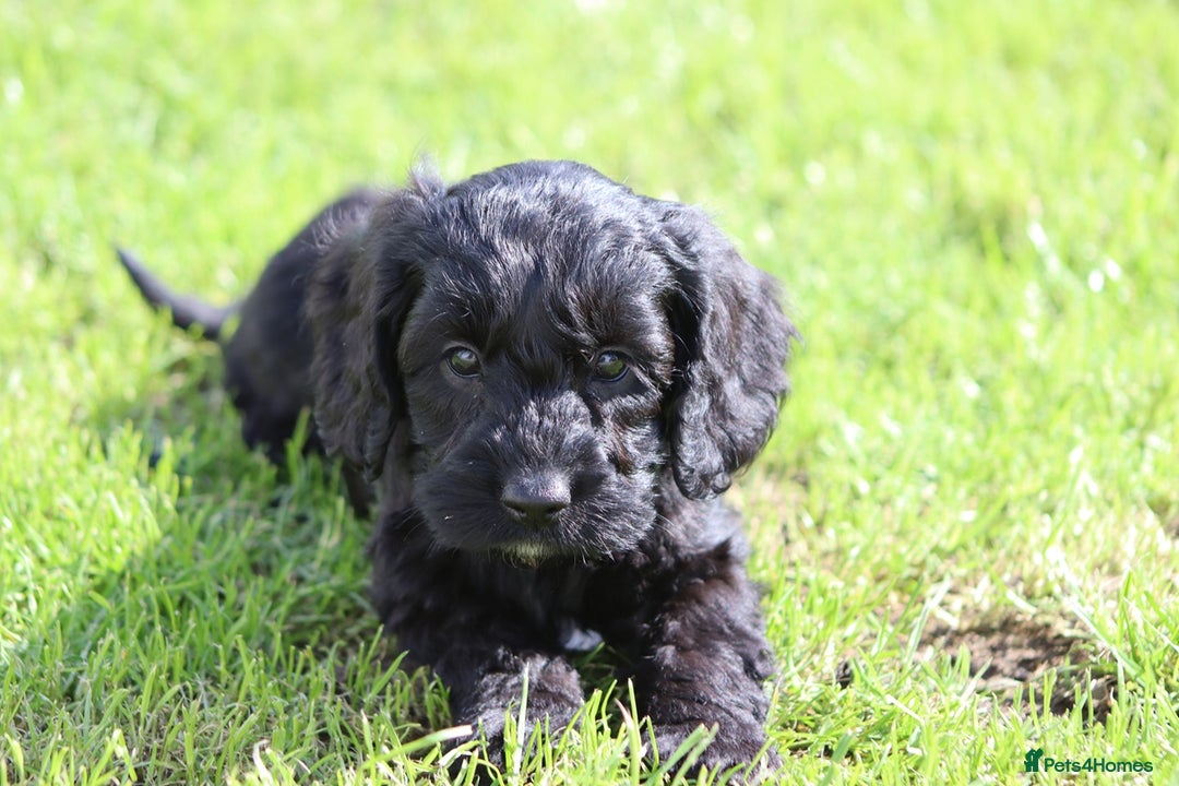 Cockapoo dogs for sale: F1 Cockapoo puppies for sale  - Image 18