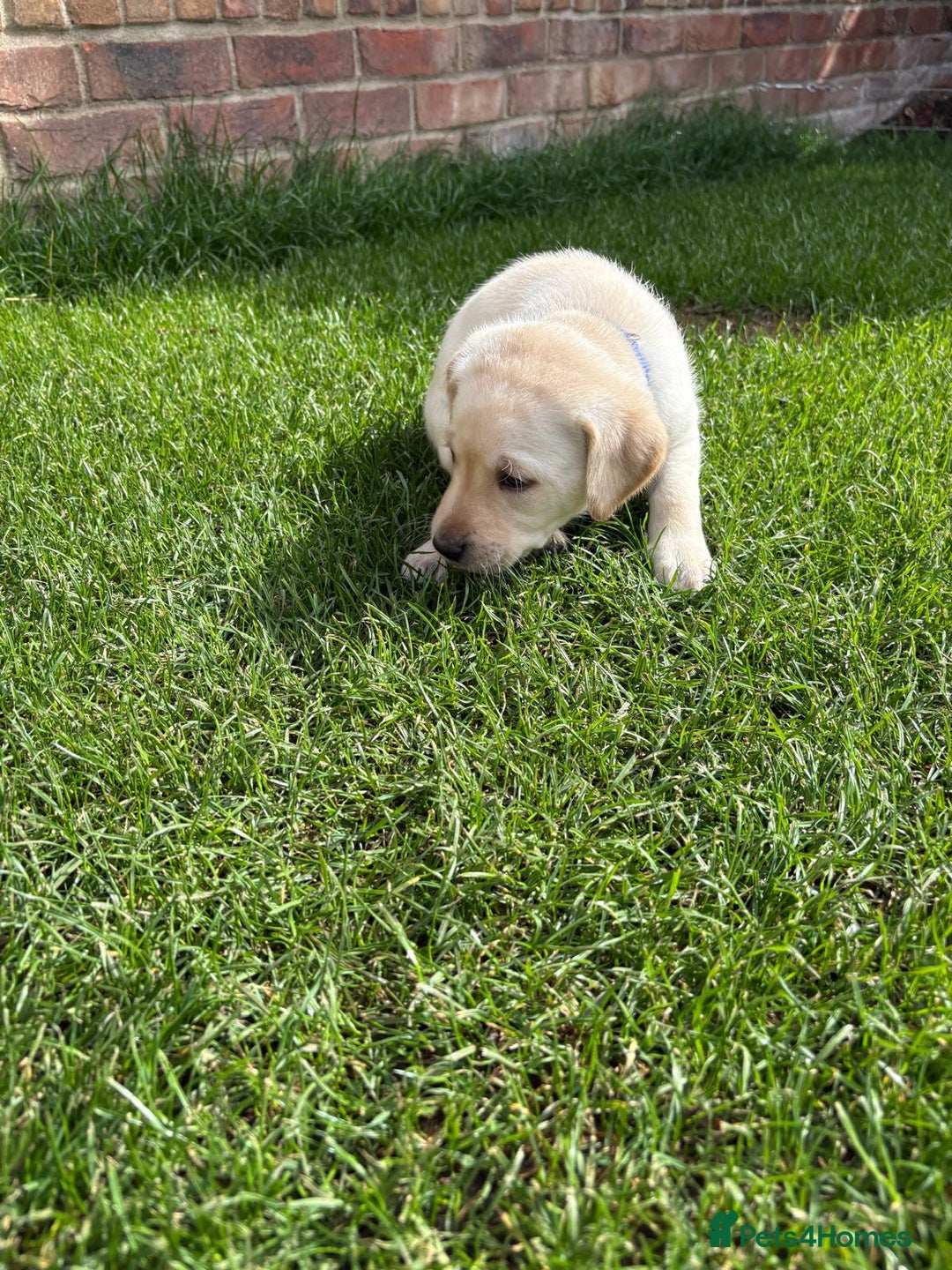 Labrador Retriever dogs for sale: ⭐️⭐️Stunning KC Reg Yellow Labrador Puppies⭐️⭐️ - Image 24